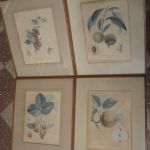 479 8079 Botanical prints